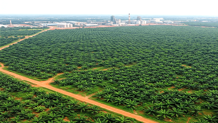 7 Strategi Keberlanjutan Industri Sawit Indonesia, Termasuk Dukung Ketahanan Energi dan Dekarbonisasi zonaebt.com