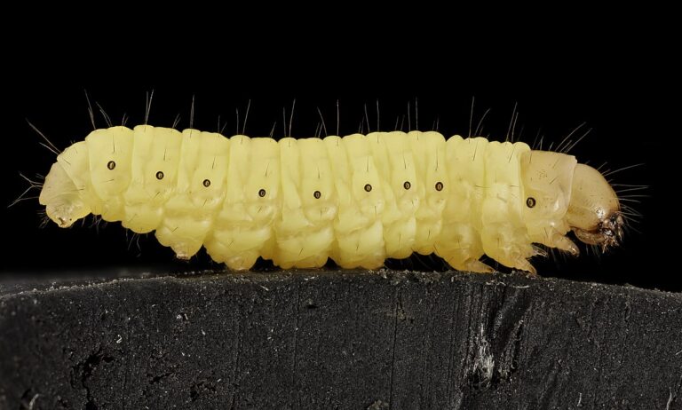 Waxworm atau Galleria mellonella Salah Satu Ulat Pemakan Styrofoam zonaebt.com