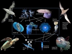 Sistem Predasi di Great Pacific Garbage Patch zonaebt