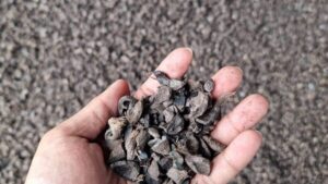 Cangkang Sawit Sebagai Bahan Biomassa yang Jadi Bidikan Ekspor Biomassa RI ke Jepang zonaebt.com