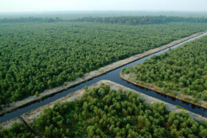 Hutan Tanaman Industri sebagai Pemasok Sumber Bahan Baku Pembangkit Listrik Tenaga Biomassa dan Bioenergi di Indonesia zonaebt.com