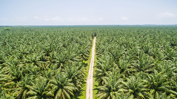 Mengintip Pengoptimalisasian Limbah Minyak Kelapa Sawit Dalam Biodesel zonaebt.com