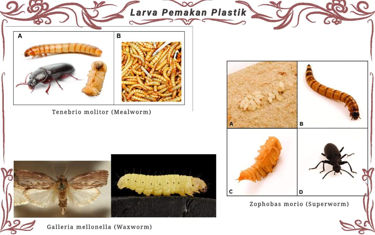 Beberapa Ulat yang Dapat Memakan Plastik zonaebt.com