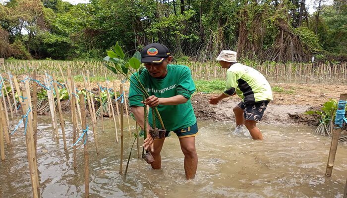 Dokumentasi Penanaman Pohon Mangrove, LindungiHutan (Sumber VRITIMES