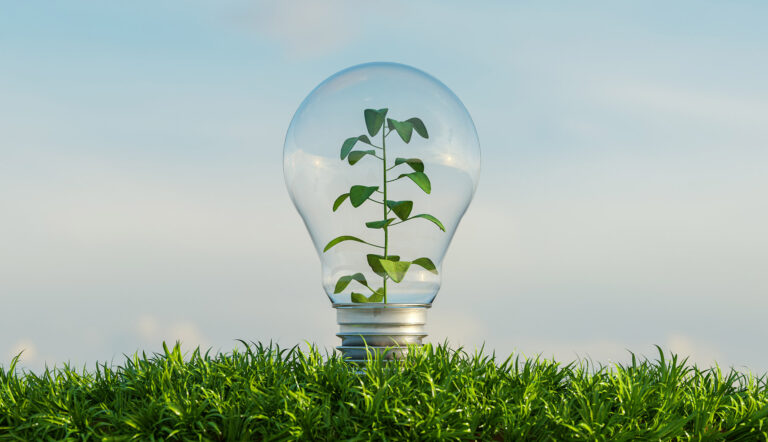 glass bulb on a ground full of vegetation