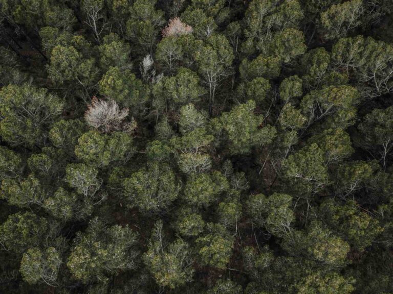 Penampakan hutan penyerap karbon. zonaebt.com