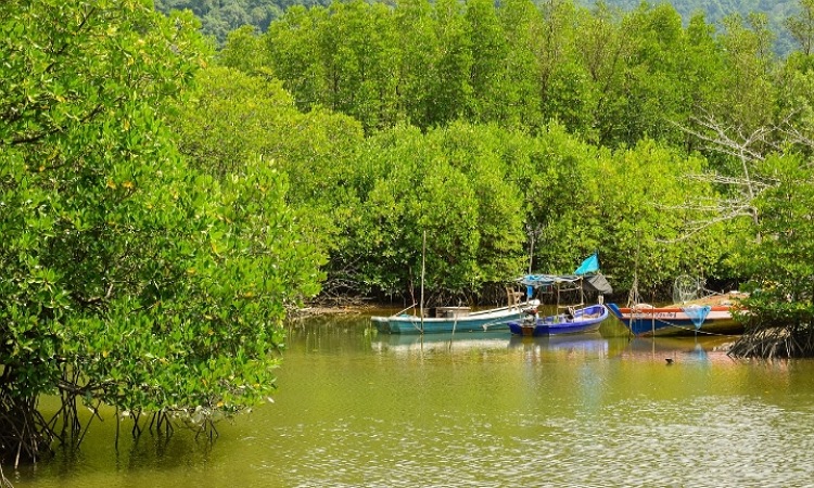 Ilustrasi Ekowisata Mangrove