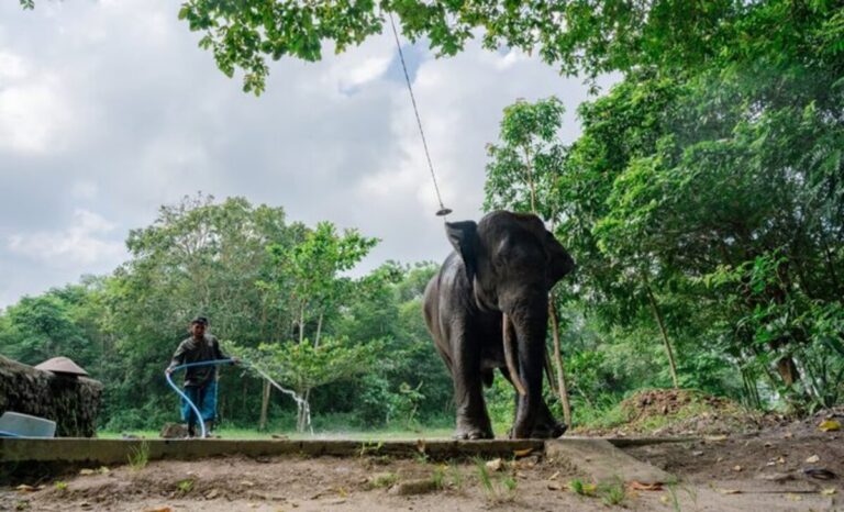 Ilustrasi Foto Gajahlah Way Kambas, LindungiHutan