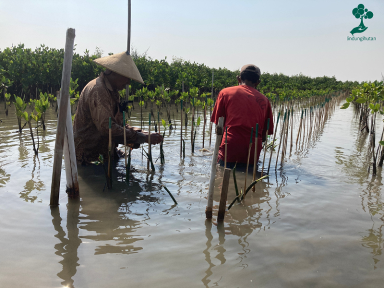 Proses penanaman Mangrove di Pantai Mangunharjo zonaebt