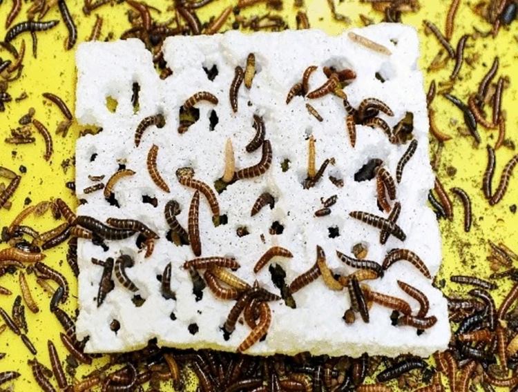 Larva Kumbang Alphitobius Memakan Styrofoam zonaebt.com