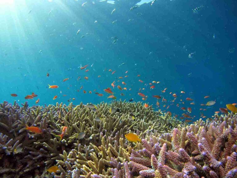 Peran laut terhadap siklus karbon. zonaebt.com