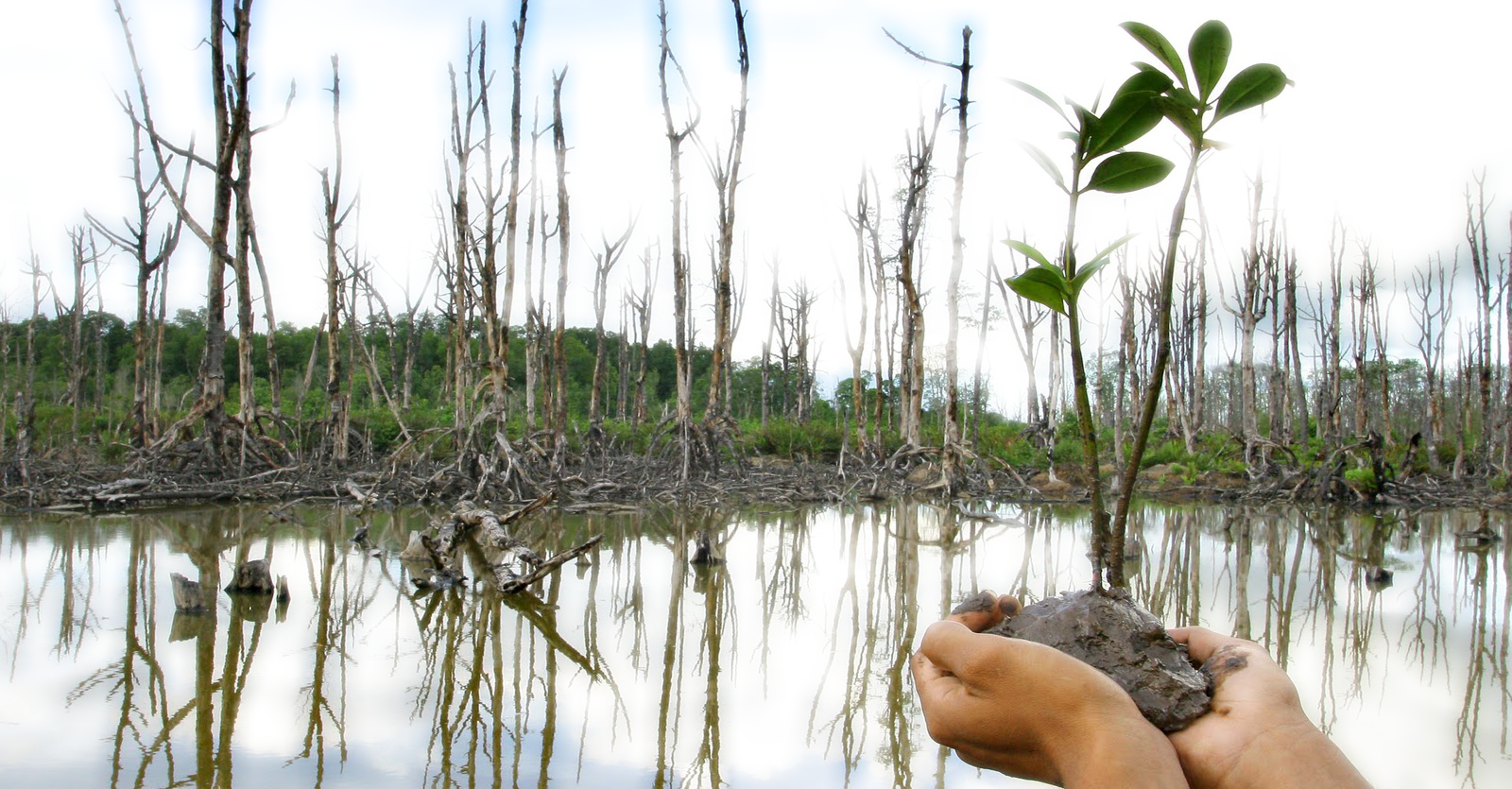 Hutan Mangrove zonaebt.com