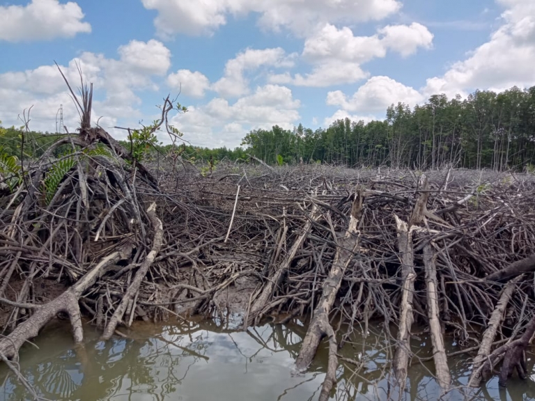 hutan mangrove lagi