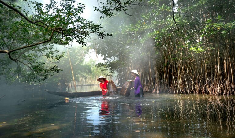 Don't Let Mangroves Go Extinct! This is the solution that must do right now zonaebt.com