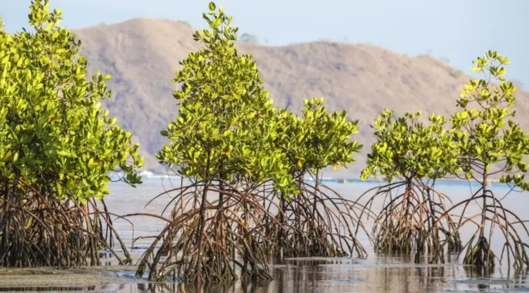 Peran Hutan Mangrove dalam Menyerap Karbon dan Mengatasi Perubahan Iklim zonaebt.com