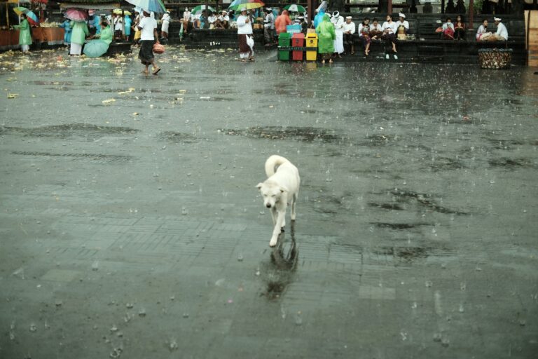 Fenomena La Nina Mulai Muncul, Masyarakat Diharapkan Tetap Siaga dalam Menghadapinya zonaebt.com