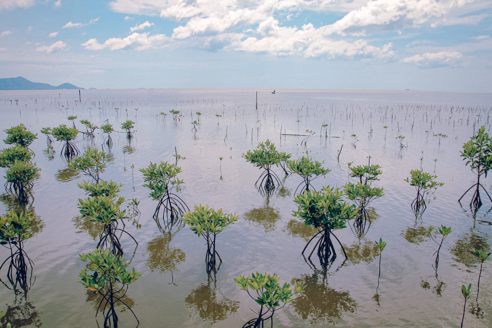 Closeup shot of  Mangrove tree saplings planted in the forest of Trapeang Sangkae in Kampot