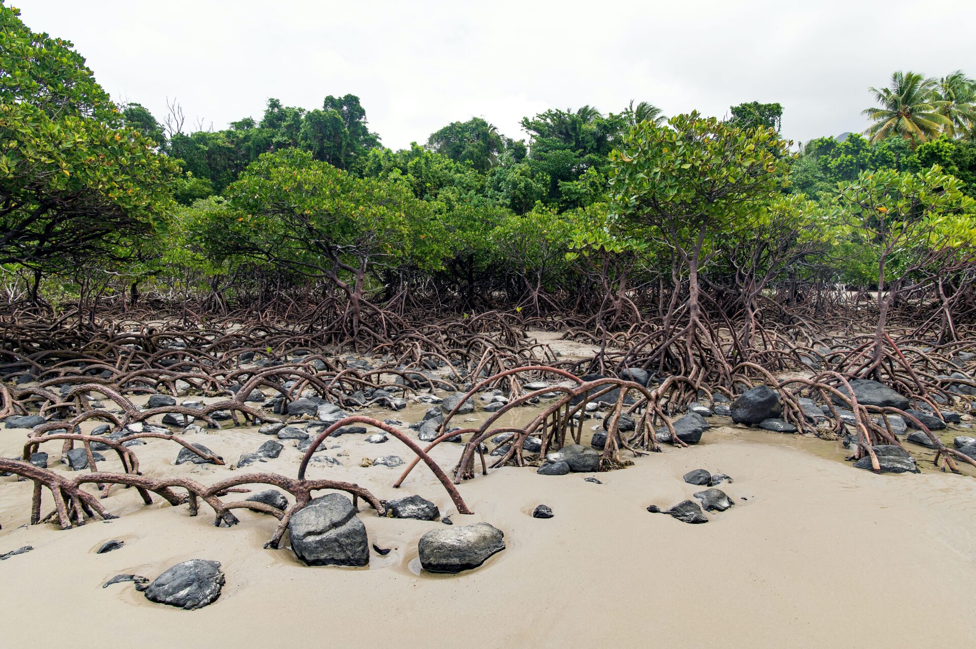 Tanpa Mangrove, Pantai Kita akan Terkikis zonaebt.com