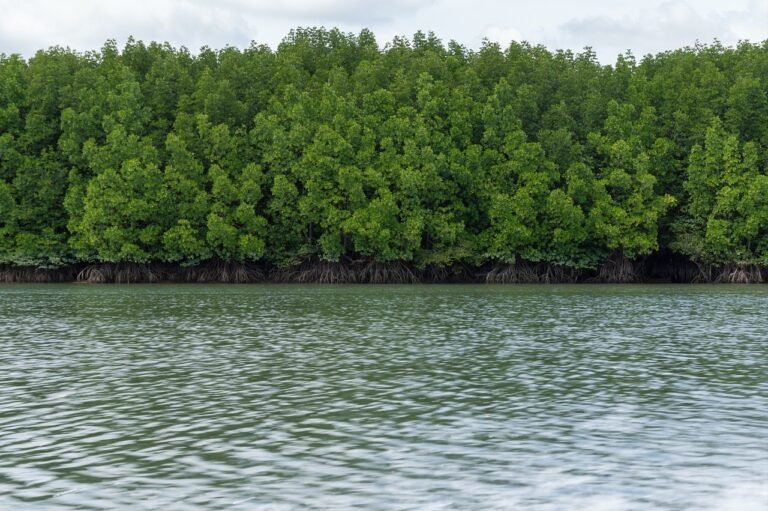 6 Keunikan Hutan Mangrove yang Jarang Dibahas!