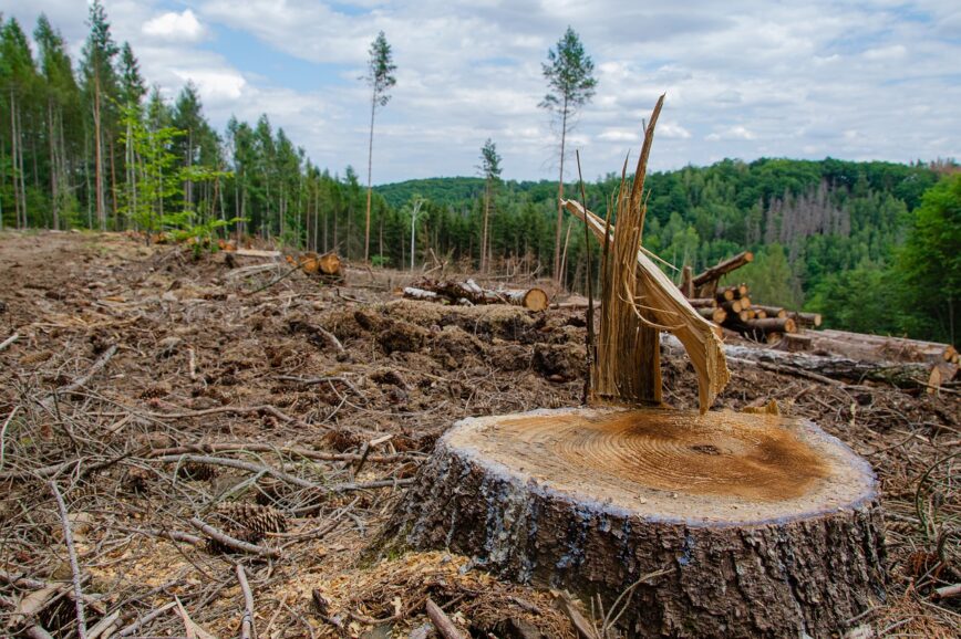Ilustrasi Deforestasi atau Degradasi Hutan, pixabay.com