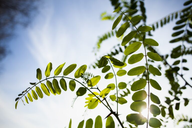 green-branch-beautiful-day-with-sun-1