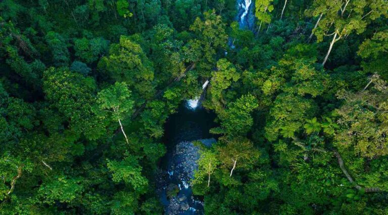 Hutan Hujan Tropis zonaebt.com