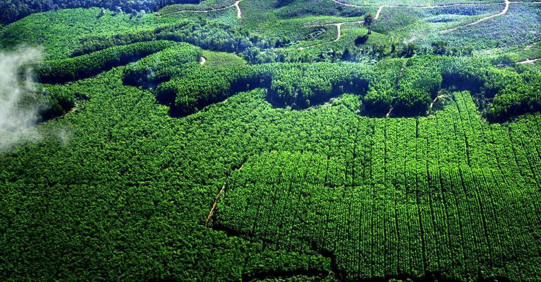 Hutan Tanaman Industri sebagai Pemasok Sumber Bahan Baku Pembangkit Listrik Tenaga Biomassa dan Bioenergi di Indonesia zonaebt