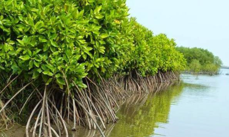 Tiga Jenis Proyek Karbon Mangrove: Strategi Blue Carbon untuk Mendukung Transisi Iklim zonaebt.com