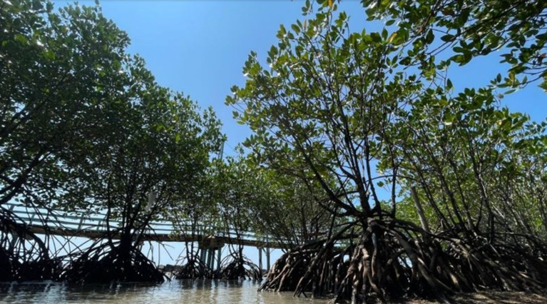 Potensi EBT dari Mangrove, Cabang Kayu Diolah Menjadi Briket Bernilai Tinggi zonaebt.com