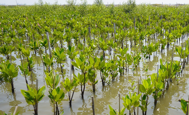 Sertifikat Penanaman Mangrove: Pengertian, Fungsi, dan Bedanya dengan Sertifikat Karbon zonaebt.com