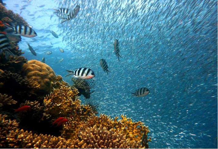 Menguak Rahasia Bagaimana Laut Menyerap Karbon dari Udara