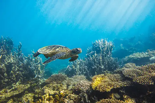 Fenomena Gelombang Panas Laut Dapat Meningkatkan Perpindahan dan Kematian Spesies di Laut? zonaebt.com