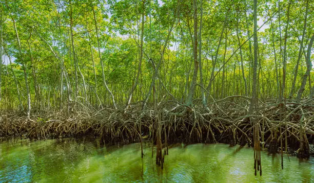 Hutan Mangrove: Penjaga Iklim yang Terlupakan zonaebt.com