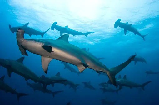 Fenomena Gelombang Panas Laut Dapat Meningkatkan Perpindahan dan Kematian Spesies di Laut? zonaebt.com