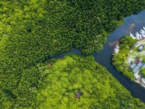 Hutan Mangrove Nusa Lembongan zonaebt.com