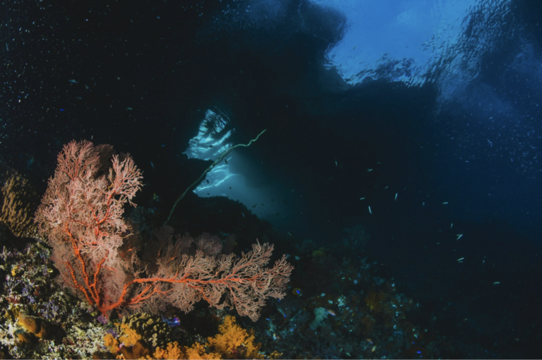 maldivian-seascape-with-coraLS