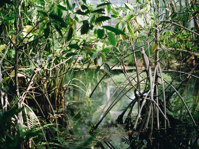 Tanpa Mangrove, Pantai Kita akan Terkikis zonaebt.com