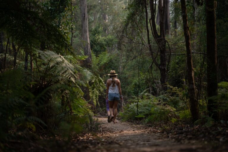 Green Economy Forestry: A Solution to Improve Forest Service zonaebt.com