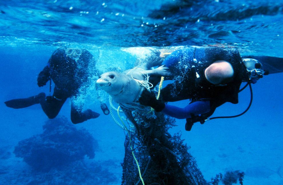 Anjing Laut yang Terperangkap Jaring Hantu zonaebt.com