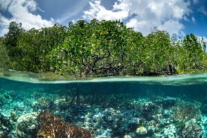 Cerita David Hidayat Menjaga Ekosistem Pesisir Sumatera Barat melalui Blue Carbon zonaebt.com