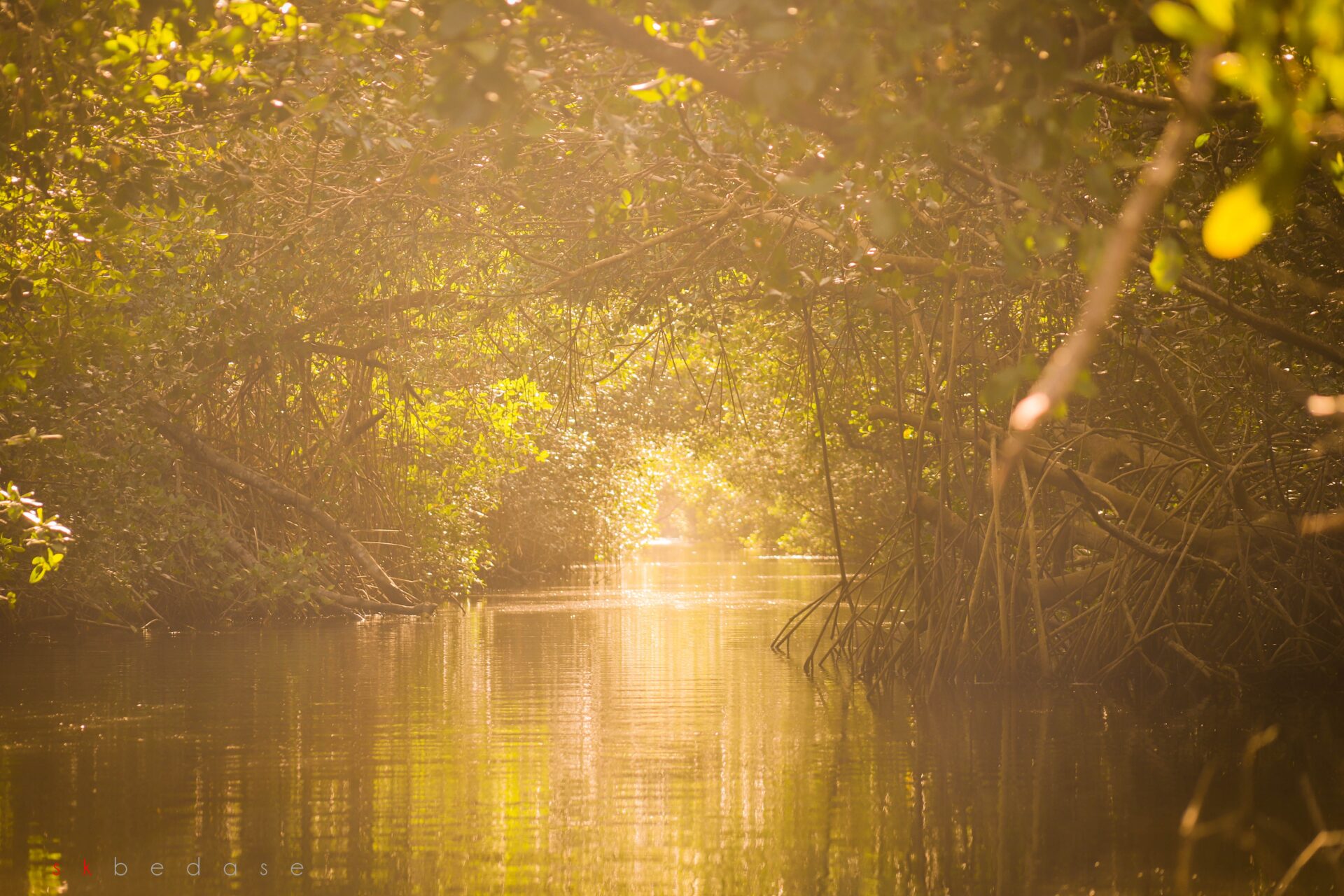 mangrove. zonaebt.com