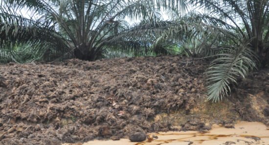 tandan kosong kelapa sawit