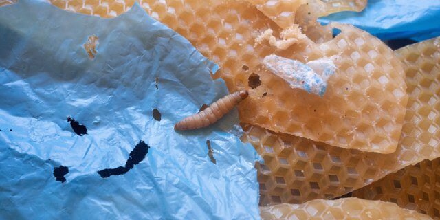 Wax Worm si Kecil Pemakan Plastik yang Andal