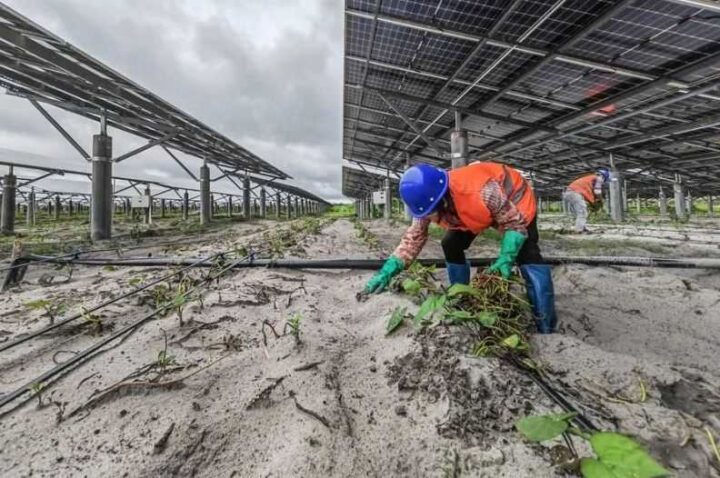 Mengenal Agrivoltaik: Perpaduan Pertanian Dengan Pembangkit Listrik ...