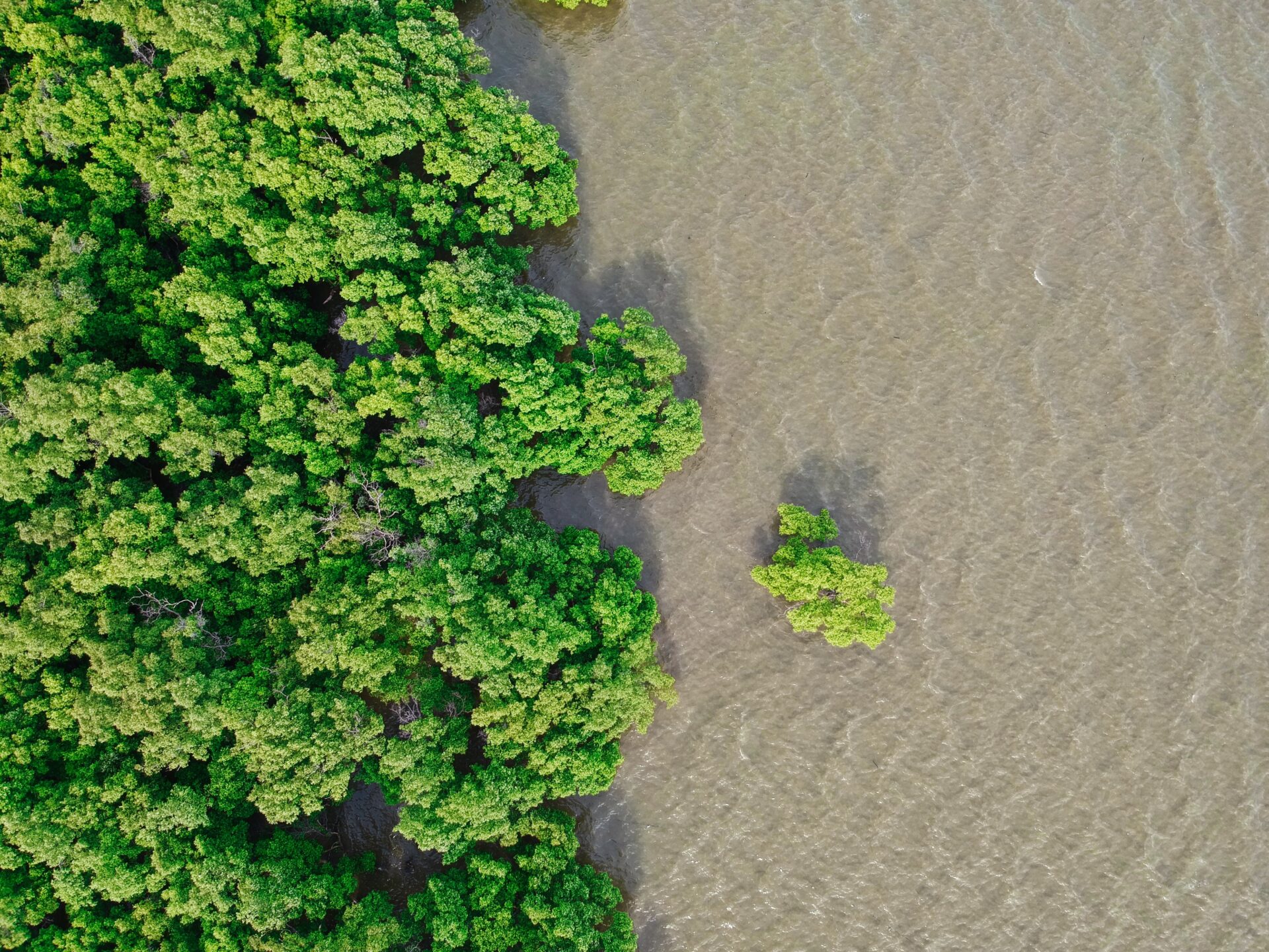 Tanpa Mangrove, Pantai Kita akan Terkikis zonaebt.com