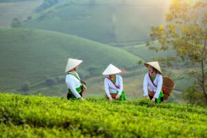 Biomassa pertanian dianggap sebagai solusi untuk menekan ketergantungan pada bahan bakar fosil dan sebagai strategi mitigasi perubahan iklim